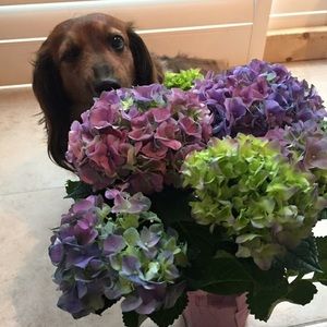 Meet your Posher, Maria